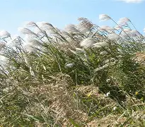 详细阅读:黄荻(黄荻就是抖音卷王弘利吗) 黄荻(黄荻就是抖音卷王弘利吗)